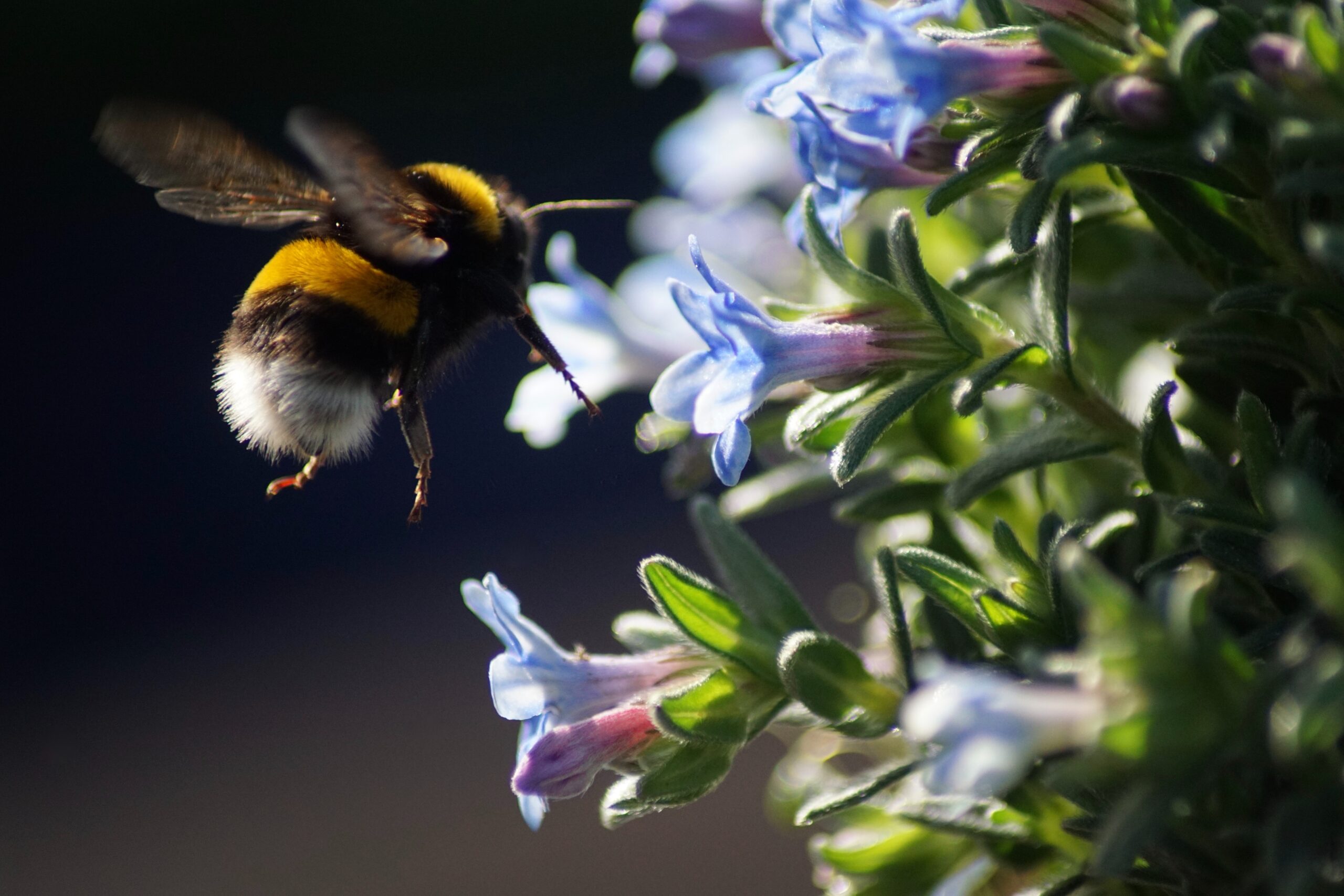 bumblebee hovering near a flower
